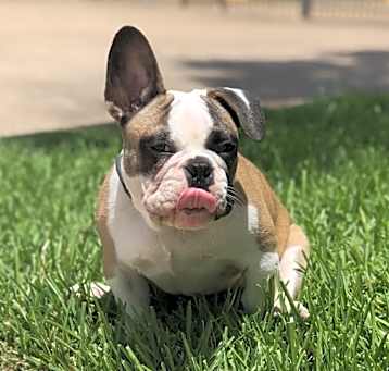 Photo of Apollo