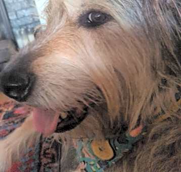 Photo of Scout