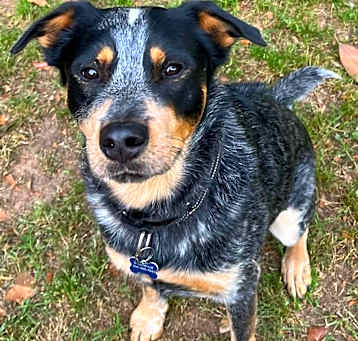 Photo of Moose