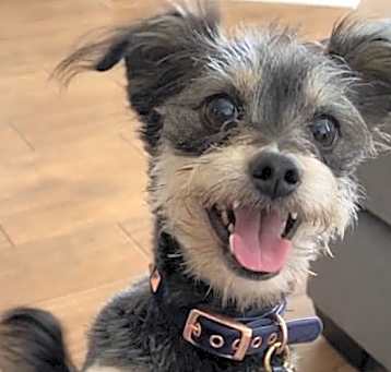 Photo of Grizzly