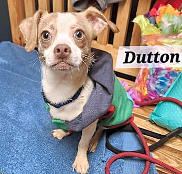 Photo of Dutton