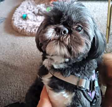 Photo of Buddy and Chewy