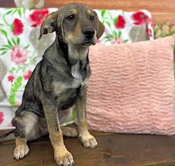 Photo of Maple
