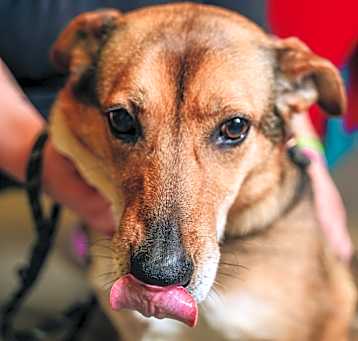 Photo of Lola