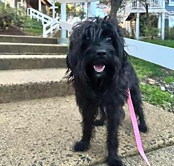 Photo of Dora