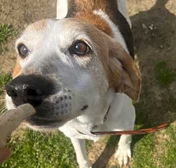 Photo of Ziggy
