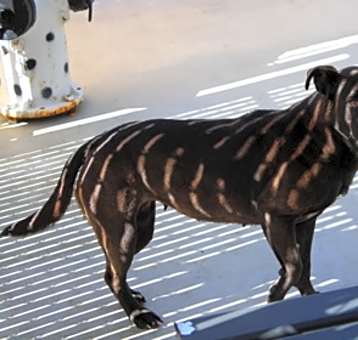 Photo of Trudy