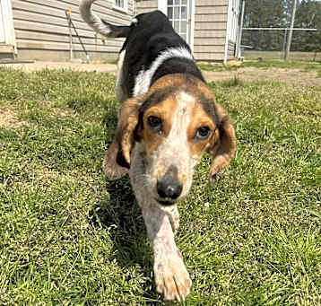 Photo of hickory
