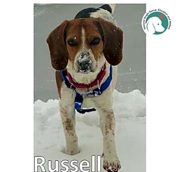 Photo of RUSSELL