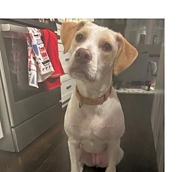 Photo of Cocoa - 23187