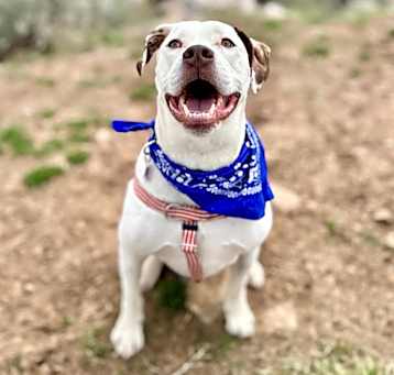 Photo of Brisket
