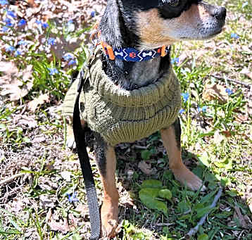 Photo of Odie. ADOPTED