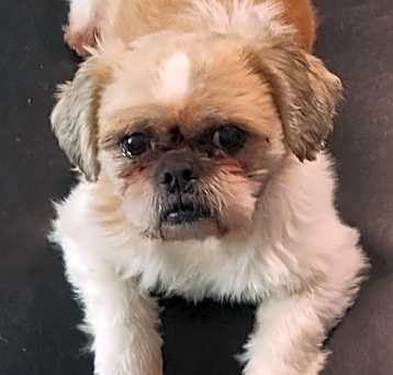 Photo of Pete
