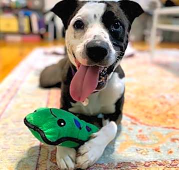 Photo of June Bug
