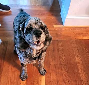 Photo of Riley
