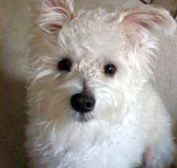 Photo of Mishi