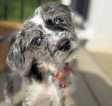 Photo of Navy's Bluey