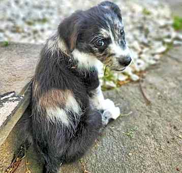 Photo of Navy's Muffin