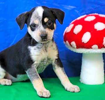 Photo of Joey BabyAnimal *LOCAL*