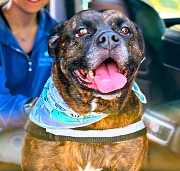 Photo of Cammi (In Foster)