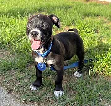 Photo of KENICKIE  6 LBS   2-3   MOS.   FOSTERED IN NJ