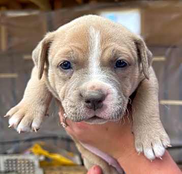 Photo of Daisy