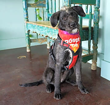 Photo of Daphne