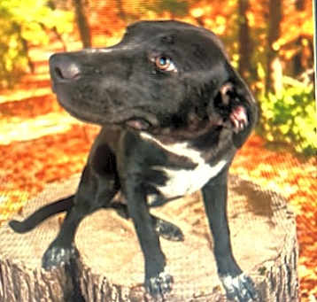 Photo of ZIVA