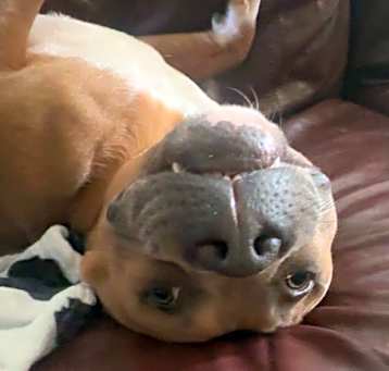 Photo of Diesel