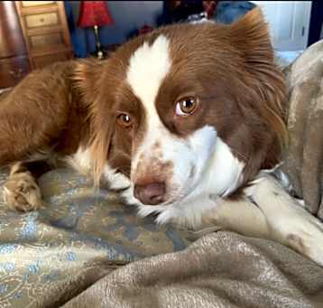 Photo of Lucy