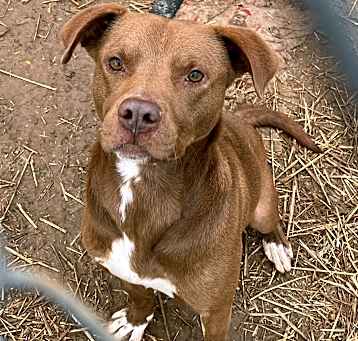 Photo of Goose