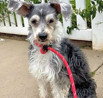 Photo of Poppy