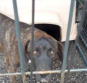 Photo of Jasper (real Name)