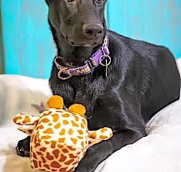 Photo of Cooper