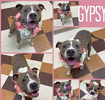 Photo of Gypsy