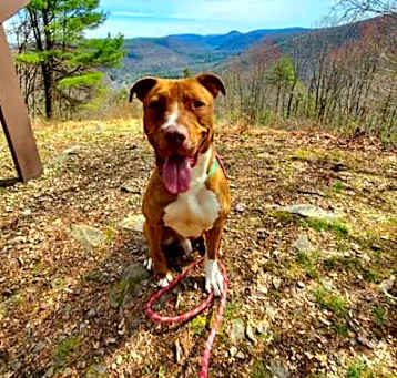 Photo of Goose