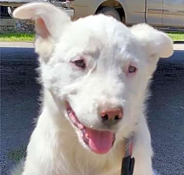 Photo of Fergus