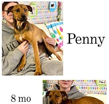 Photo of Penny