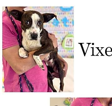 Photo of Vixen