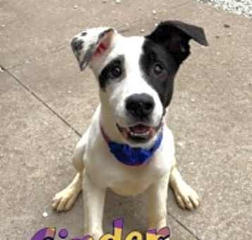 Photo of Cinder Ella 32408
