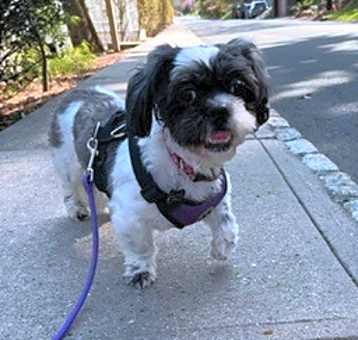 Photo of Patches