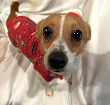 Photo of Snickers