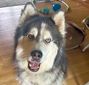 Photo of Willow