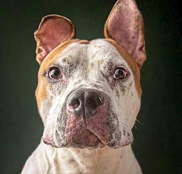 Photo of Buddy