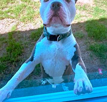 Photo of Kash