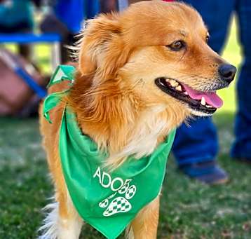 Photo of Copper
