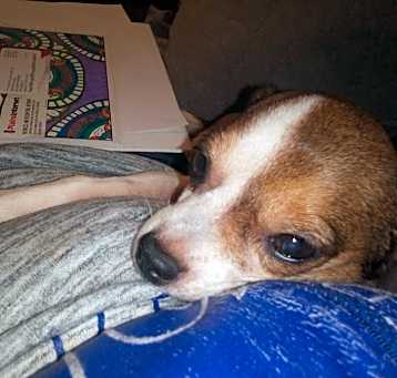 Photo of Gypsy