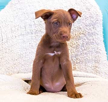 Photo of Willow