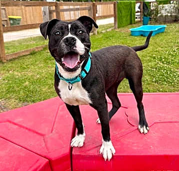 Photo of Fancy Jo Happy Paws