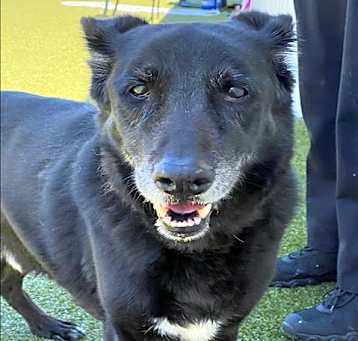 Photo of DIESEL
